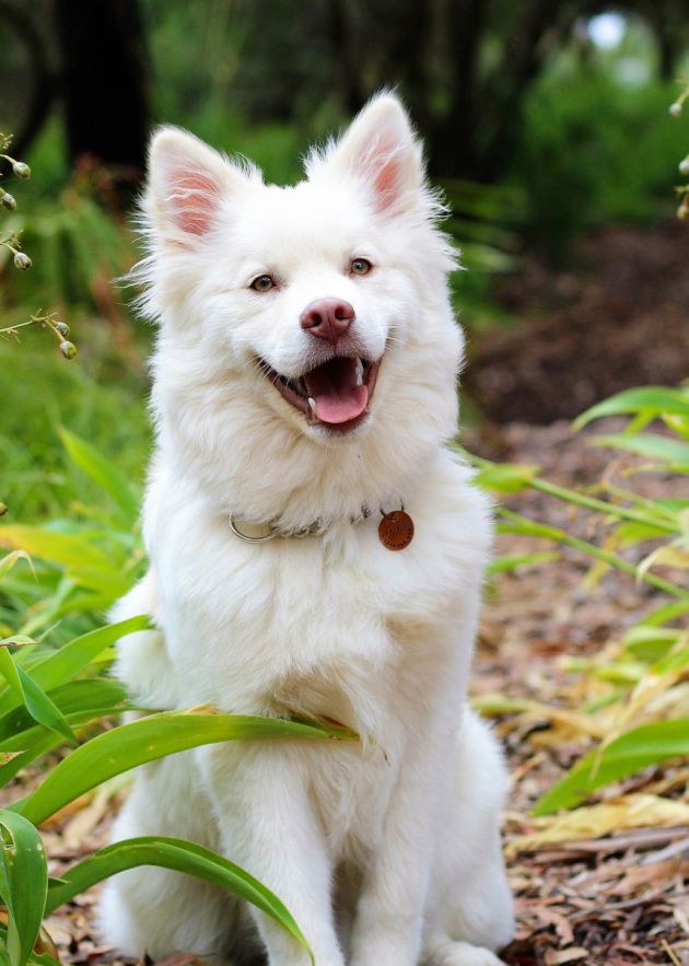 hotel 4 labky Kamanová