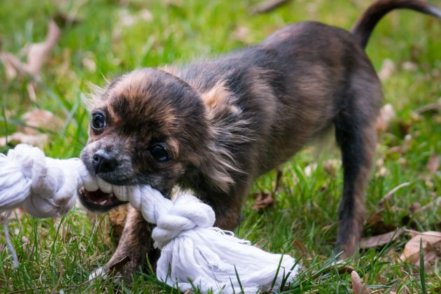 obojok, vodítko a hračky v hoteli 4 labky