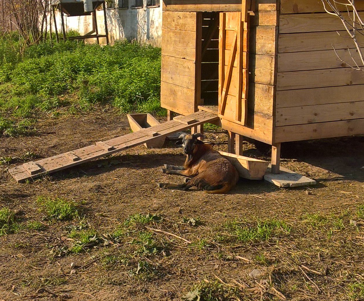 hotel 4 labky pre psov