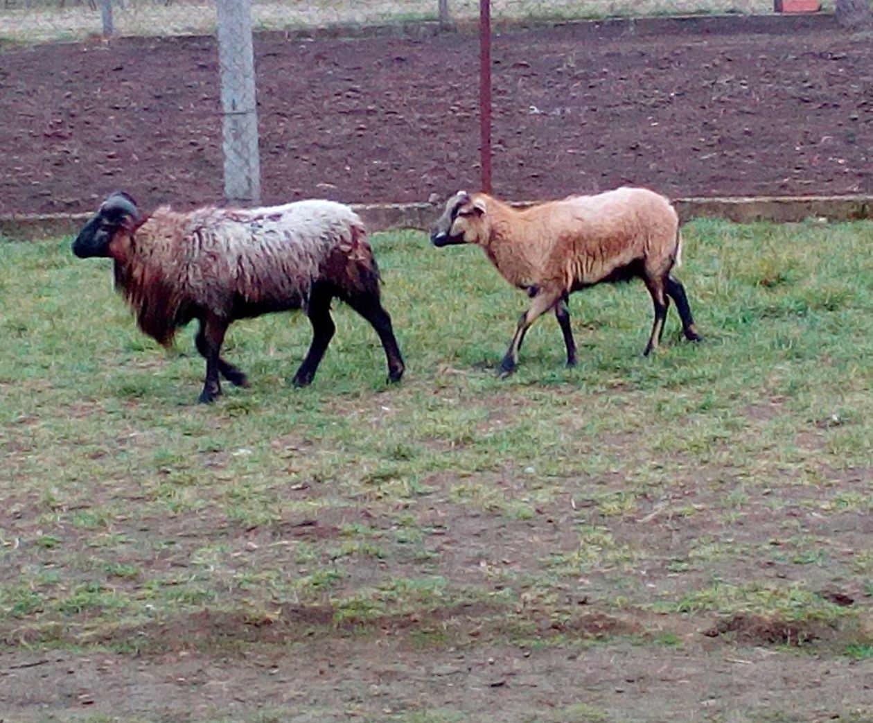 opatrovanie psov psí hotel Nitra