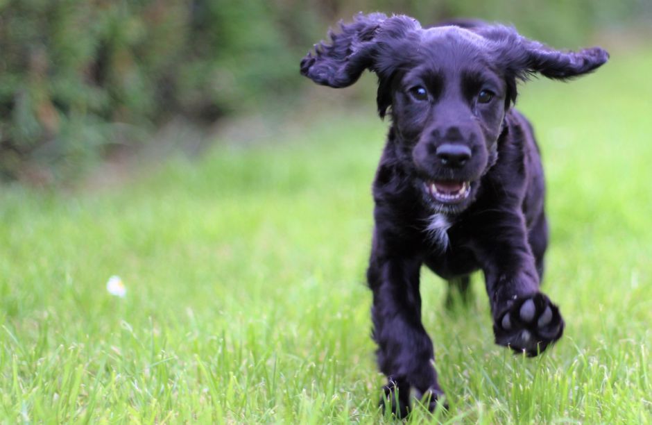 psí hotel 4 labky Topoľčany