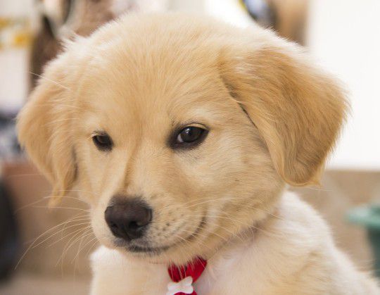 opatrovanie psov Nitra